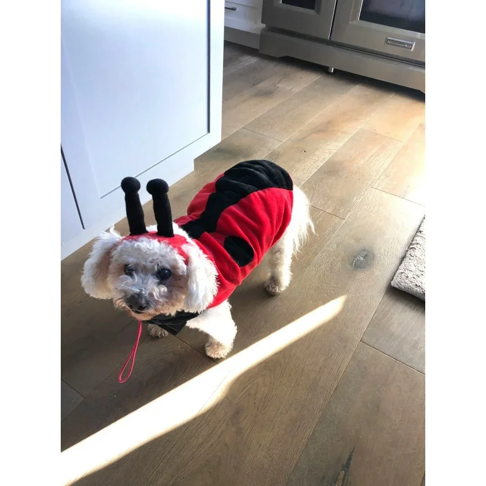 Target‎ Ladybug Dog Costume Size Large 18 inch Halloween 2 Piece Lady Bug Red